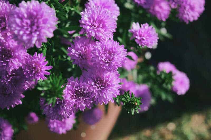 4. Aster (Symphyotrichum spp.)