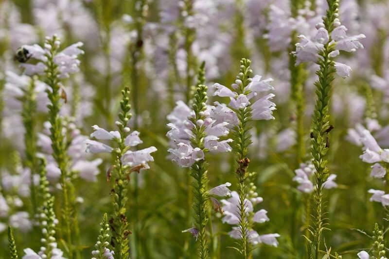 7743773368 cc503a6d69 b