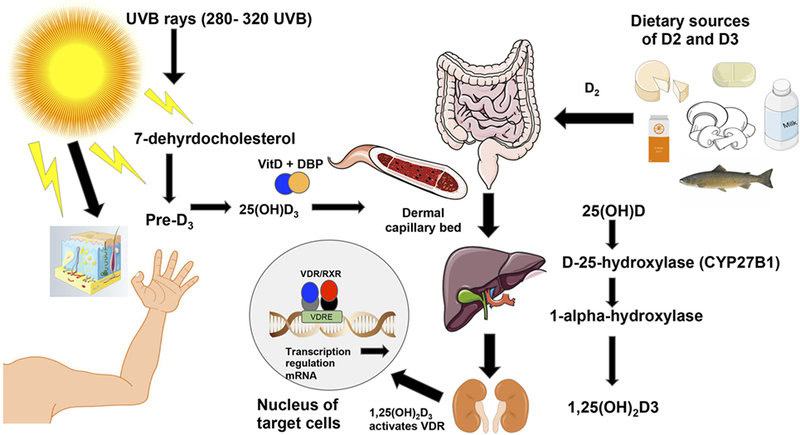 Tfm vitamin d figures.pptx